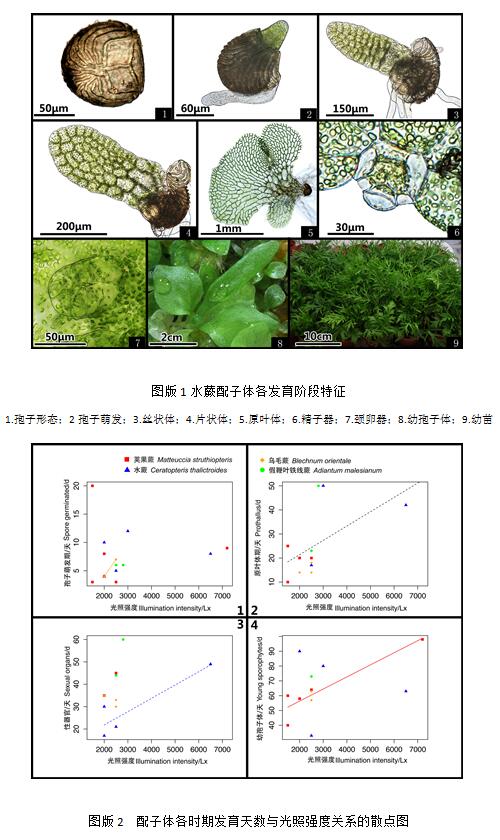 辰山植物園在蕨類植物繁殖體系研究中取得進(jìn)展
