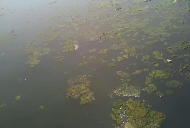愛爾斯：奧林匹克公園龍形水系生態(tài)工程