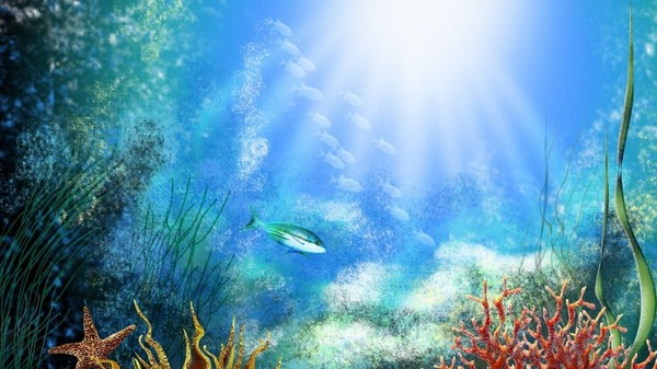 海水中的植物如何吸收陽(yáng)光