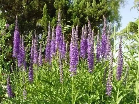 認(rèn)識(shí)植物：這些常見的園林植物你認(rèn)識(shí)嗎？