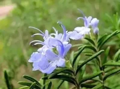 認(rèn)識(shí)植物：這些常見的園林植物你認(rèn)識(shí)嗎？
