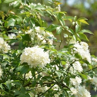 八種陽臺樓頂經(jīng)常使用的攀援植物