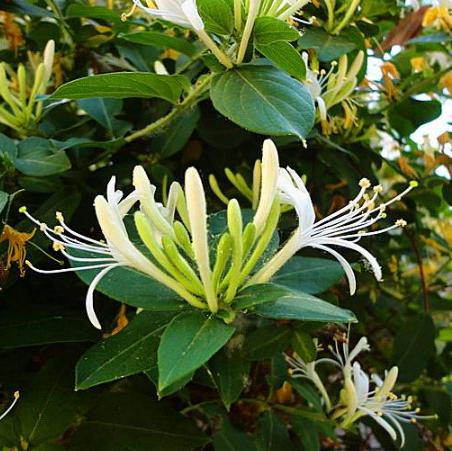 八種陽臺樓頂經(jīng)常使用的攀援植物