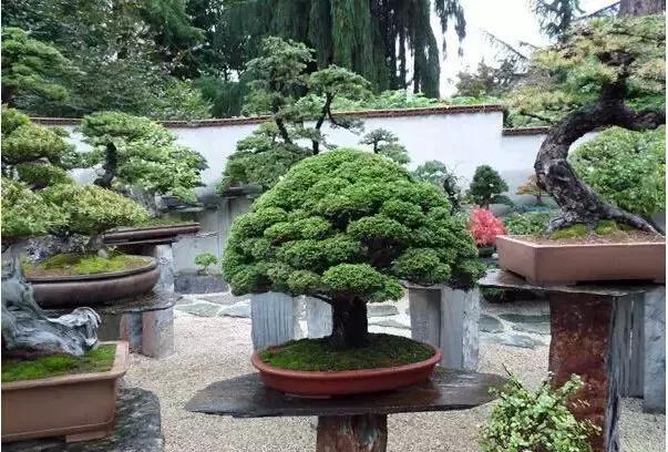 盆景——從園林中走出來的造型藝術(shù)