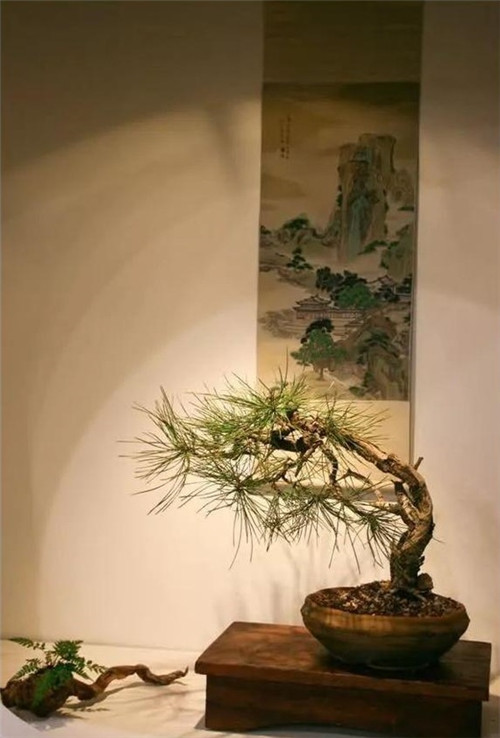 美國(guó)費(fèi)城的盆景與插花藝術(shù)展