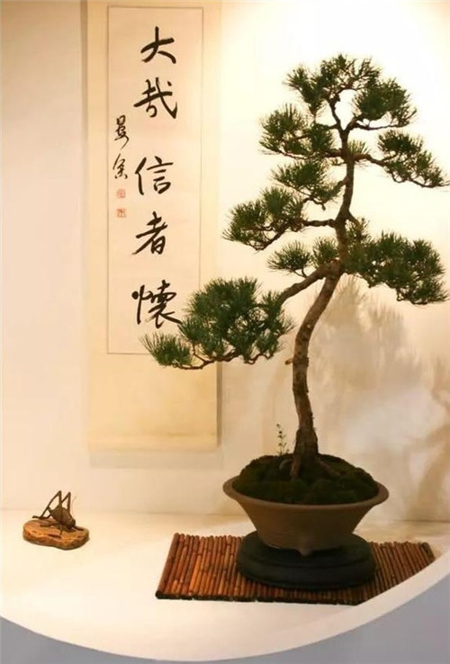 美國(guó)費(fèi)城的盆景與插花藝術(shù)展