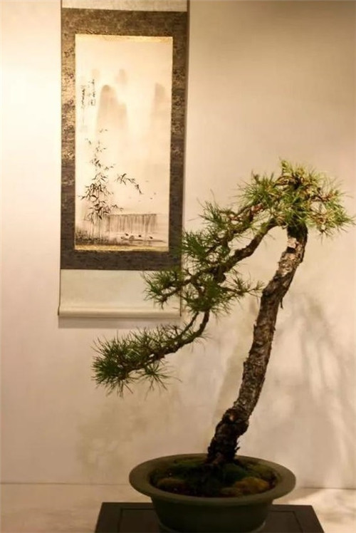 美國(guó)費(fèi)城的盆景與插花藝術(shù)展
