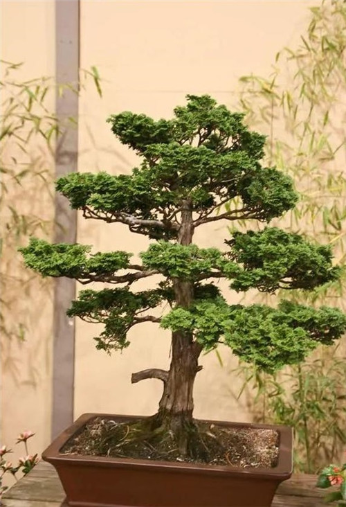 美國(guó)費(fèi)城的盆景與插花藝術(shù)展