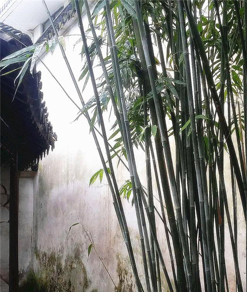 蘇州園林記之環(huán)秀山莊——怡園