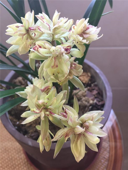 喜歡香味花卉的選它準(zhǔn)沒錯(cuò)，比較好養(yǎng)
