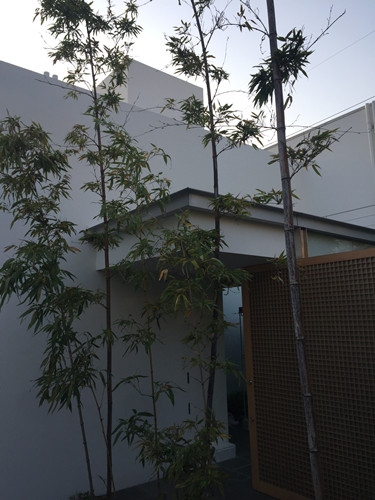 對話佐佐木葉二大師：展現(xiàn)看不見的自然
