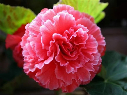 最美麗的盆栽花卉，不輸牡丹月季山茶還好養(yǎng)