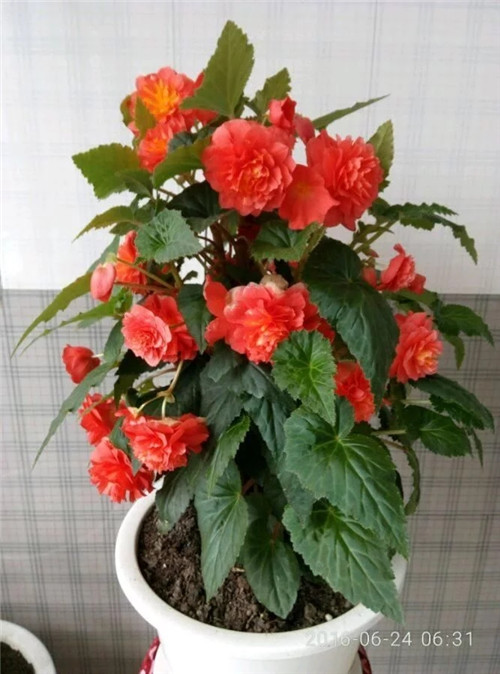 最美麗的盆栽花卉，不輸牡丹月季山茶還好養(yǎng)