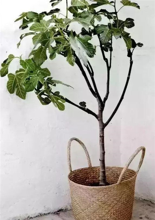 這樣插花，即使花謝了屋子依然會(huì)很美