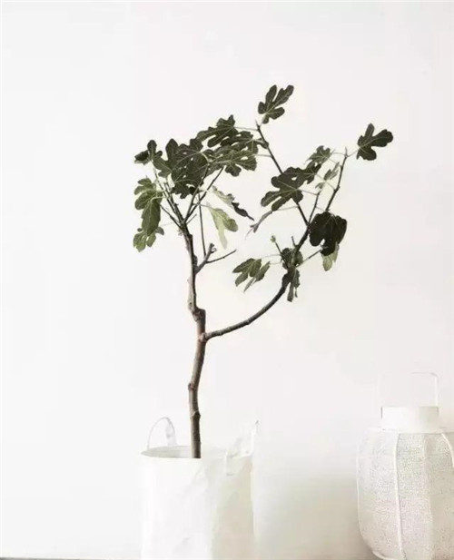 這樣插花，即使花謝了屋子依然會(huì)很美