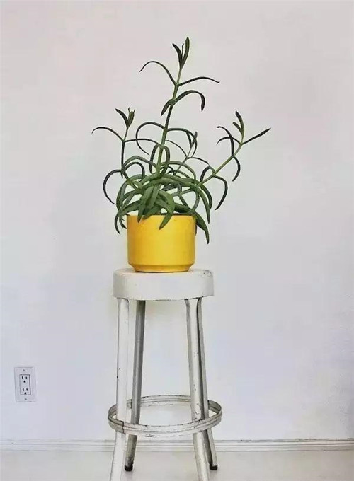 這樣插花，即使花謝了屋子依然會(huì)很美