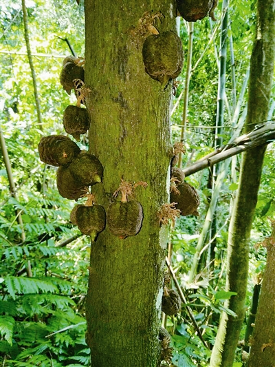 云南：黃連山保護(hù)區(qū)發(fā)現(xiàn)4種新植物