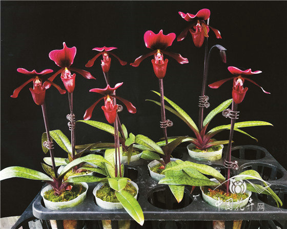 華南植物園兩個(gè)兜蘭新品種通過(guò)審定