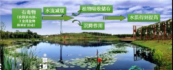 鮑達明：加強濕地保護，促進綠色發(fā)展