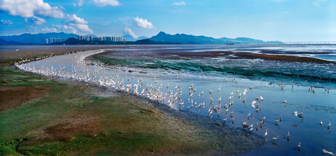 我國(guó)首次舉辦國(guó)際紅樹林保護(hù)高級(jí)別論壇