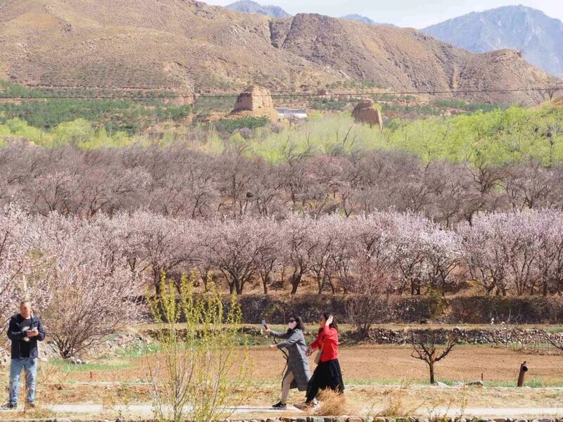 長(zhǎng)城內(nèi)外百花香 ——長(zhǎng)城國(guó)家文化公園建設(shè)巡禮