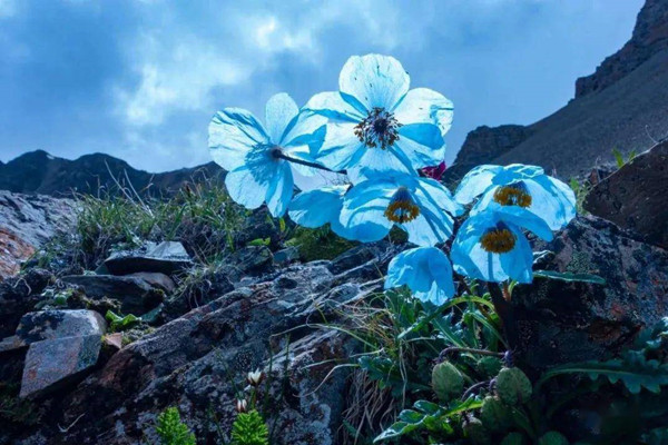 為什么說山地是“生物多樣性的搖籃”？