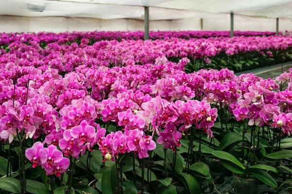 我國花卉標準化建設(shè)進入高質(zhì)量發(fā)展新階段