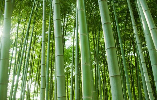《“以竹代塑”全球行動計劃（2023—2030）》發(fā)布