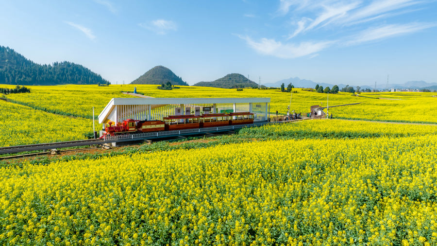 油菜花開(kāi)出農(nóng)旅新“花”樣