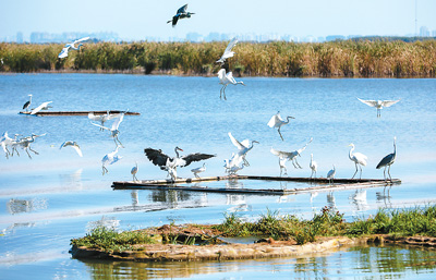 平原碧波衡水湖，一湖碧水靚平原