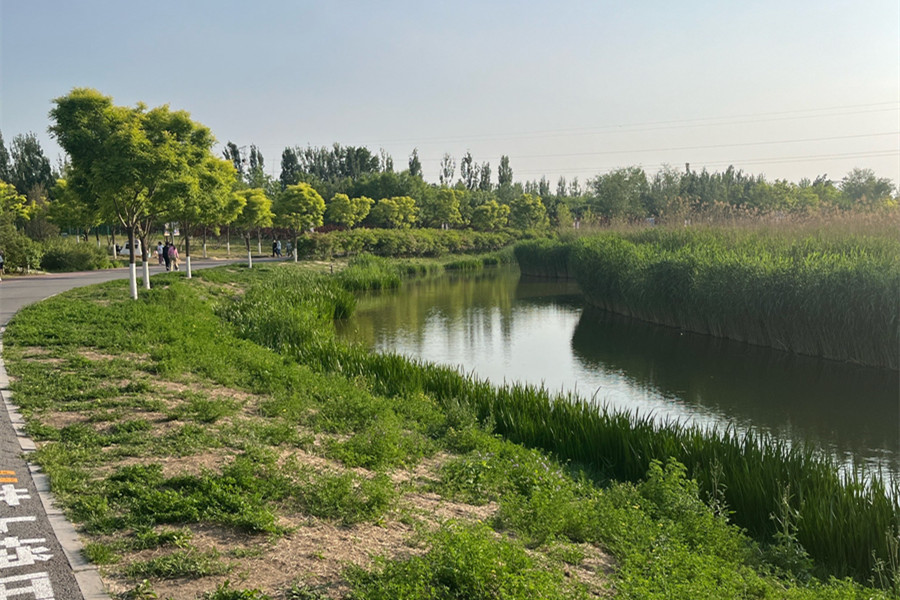 走近北京溫榆河公園：城市公園為何留“荒野”？